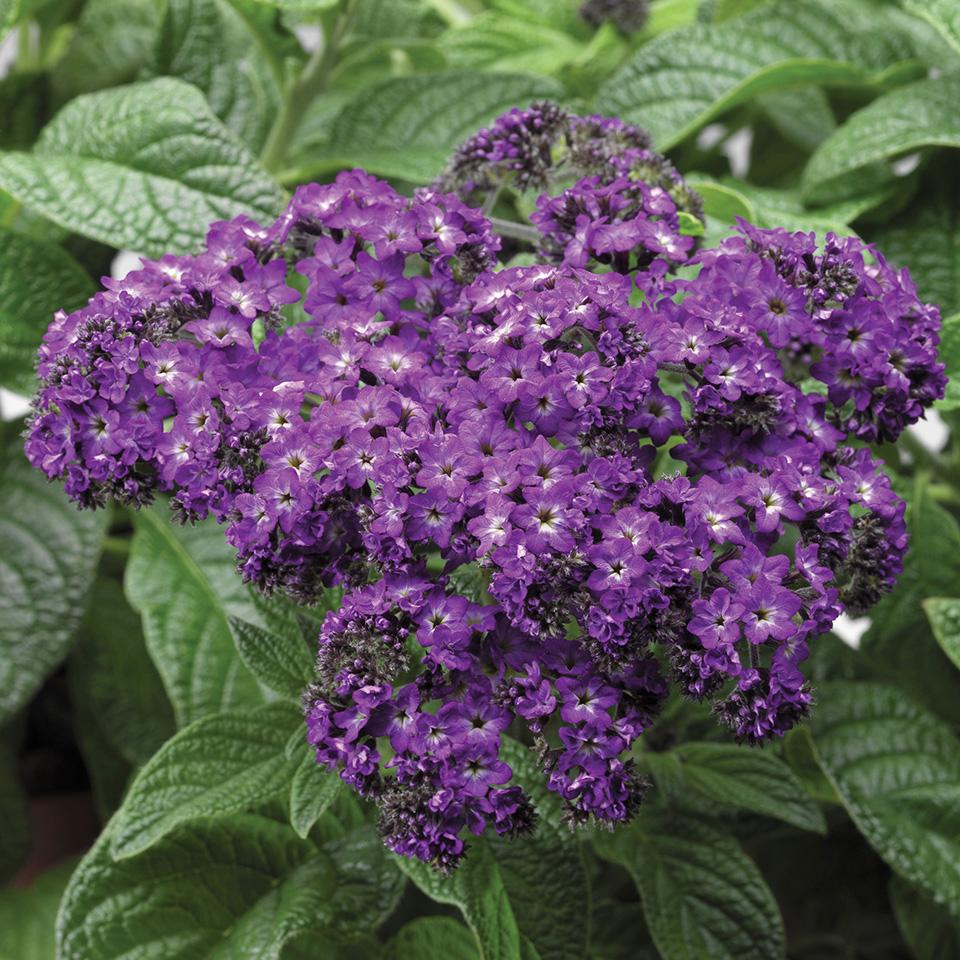 Marine Heliotrope from Hoods Gardens