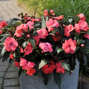 New Guinea-Divine Impatiens from Hoods Gardens