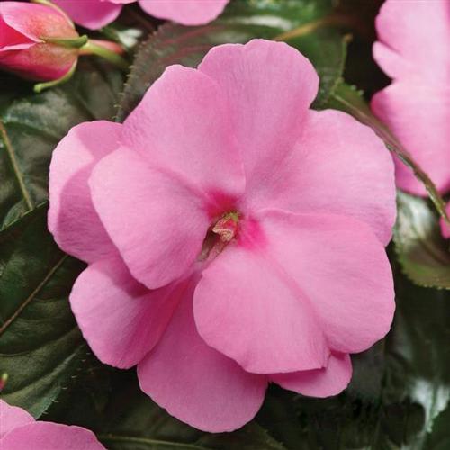 New Guinea - Celebration Impatiens from Hoods Gardens