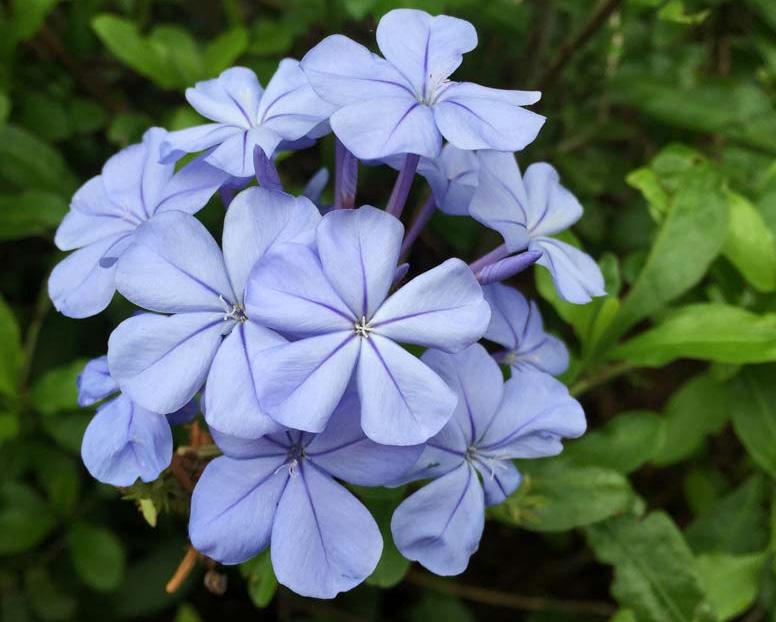 Escapade Plumbago from Hoods Gardens