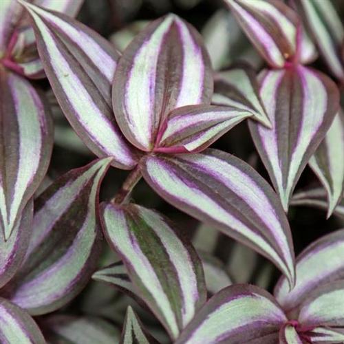 Purple Jew Tradescantia from Hoods Gardens