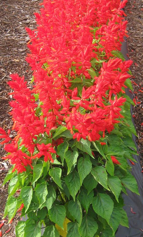 Lighthouse Collection Salvia from Hoods Gardens