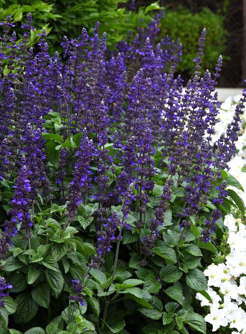 Salvia, Seed Varieties Salvia from Hoods Gardens