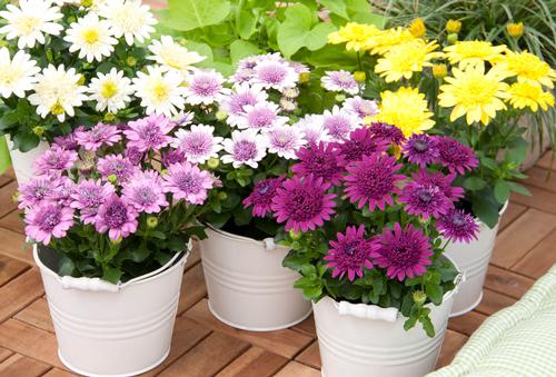 4 D Osteospermum from Hoods Gardens