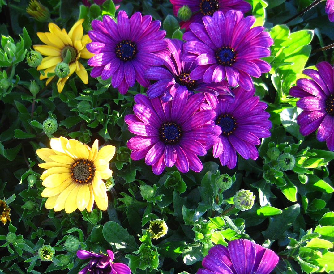 FlowerPower Compact Osteospermum from Hoods Gardens