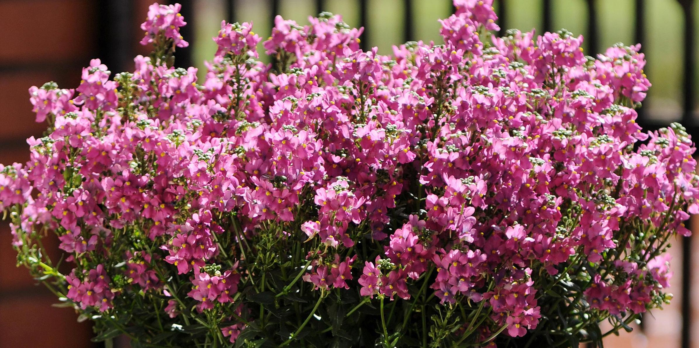 Aromatica Nemesia from Hoods Gardens