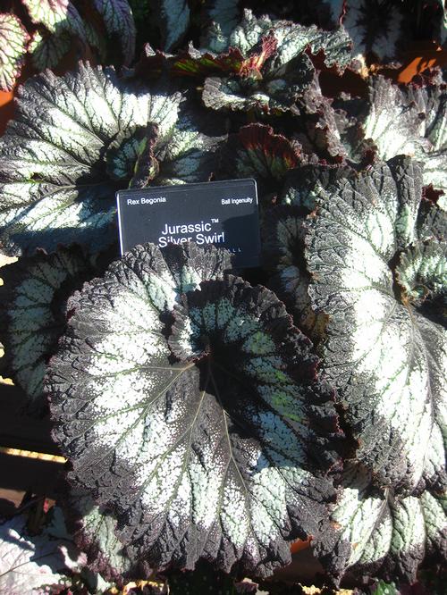 Jurassic Begonia from Hoods Gardens