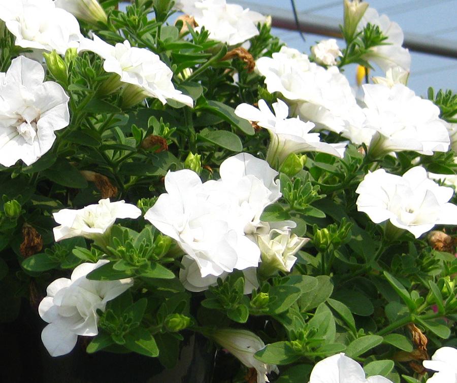 Double Wave Petunia from Hoods Gardens