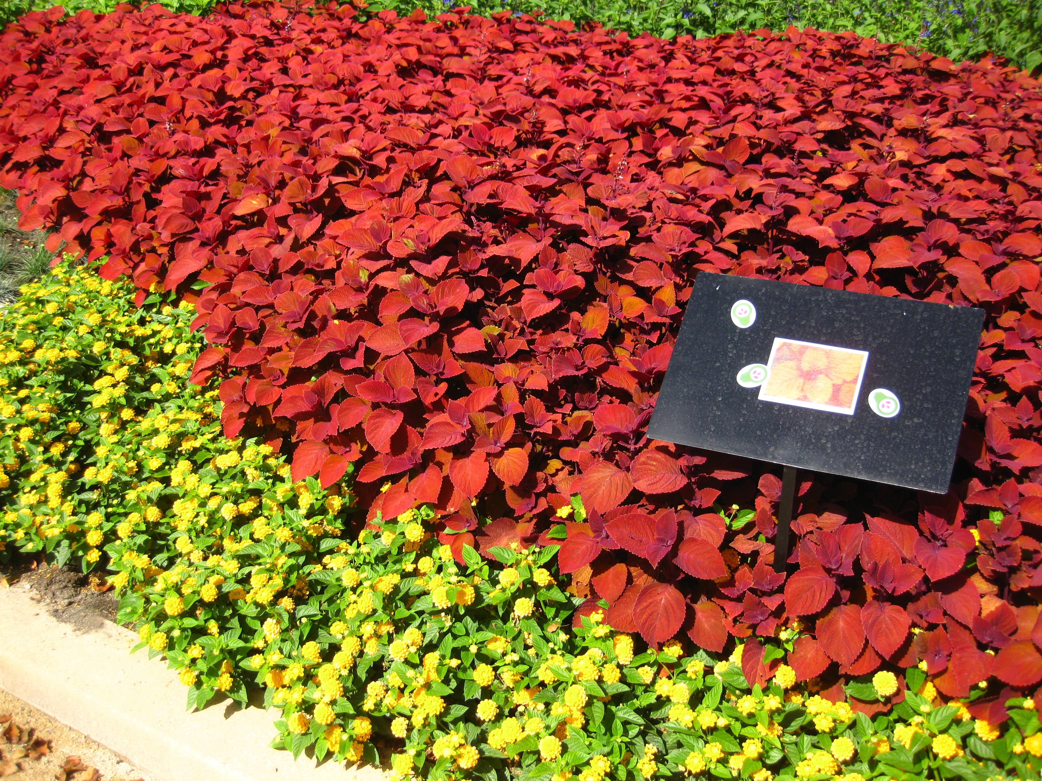 Vegatative Coleus from Hoods Gardens