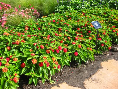 Various Lantana from Hoods Gardens