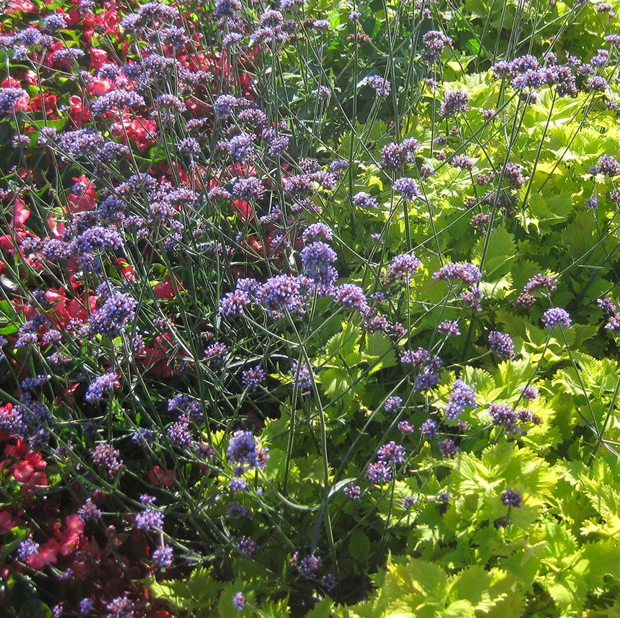 Seed Verbena Verbena from Hoods Gardens