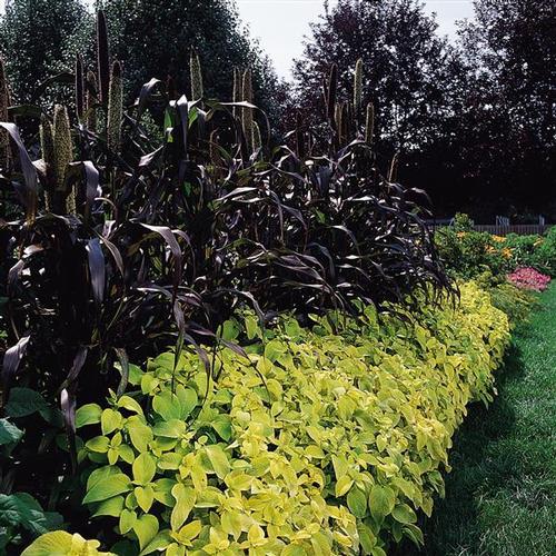 Purple Majesty Ornamental Grass Millet from Hoods Gardens