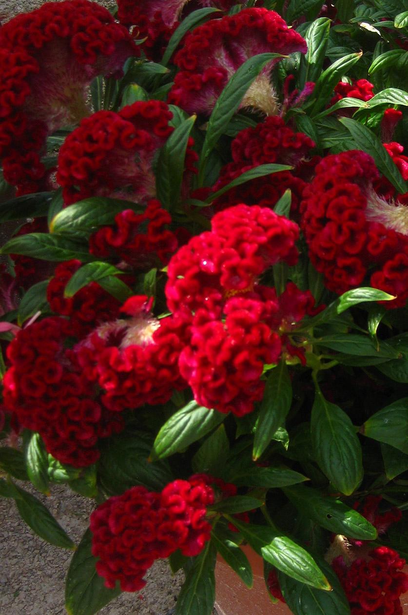 Twisted Celosia from Hoods Gardens