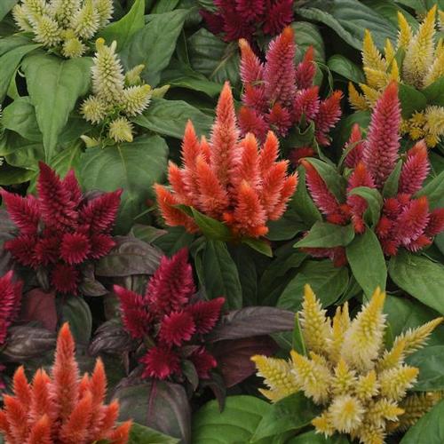 Kosmo Celosia from Hoods Gardens