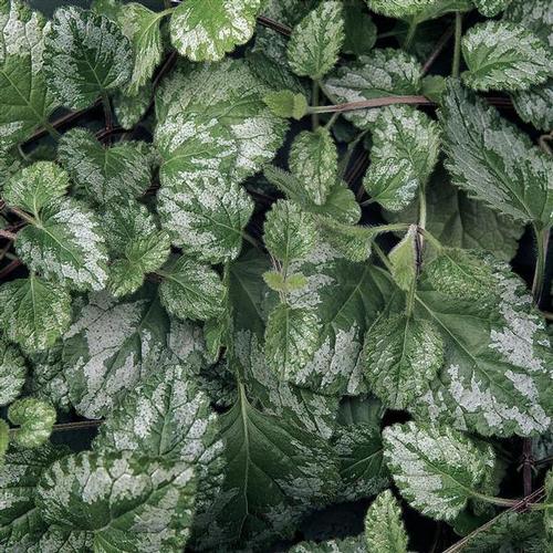 Jade Frost Lamium from Hoods Gardens