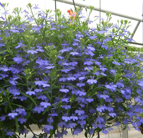  Lobelia from Hoods Gardens