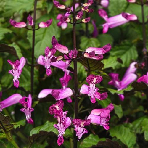 Plectranthus Mona Lavender Plectranthus Mona Lavender from Hoods Gardens