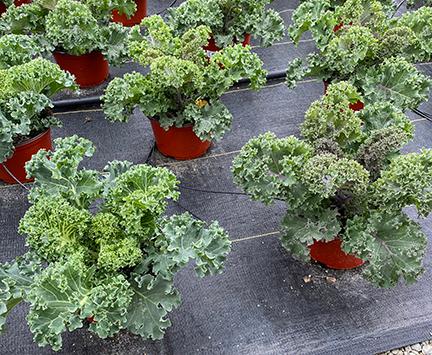 Yokohama Kale from Hoods Gardens