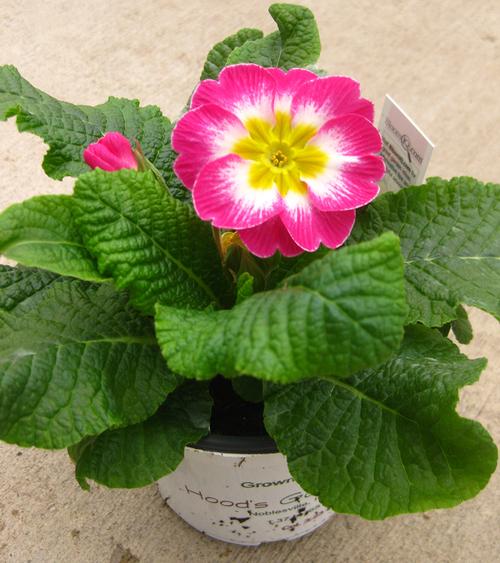 Primulus Primula from Hoods Gardens