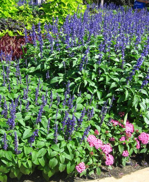 Mysty/Mystic Spires Salvia from Hoods Gardens