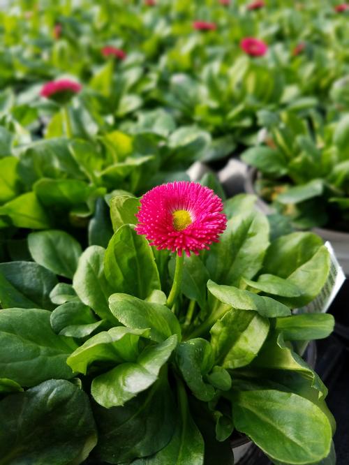  Bellis from Hoods Gardens