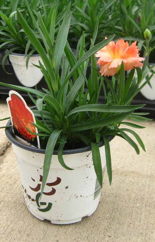 Carnations Dianthus from Hoods Gardens