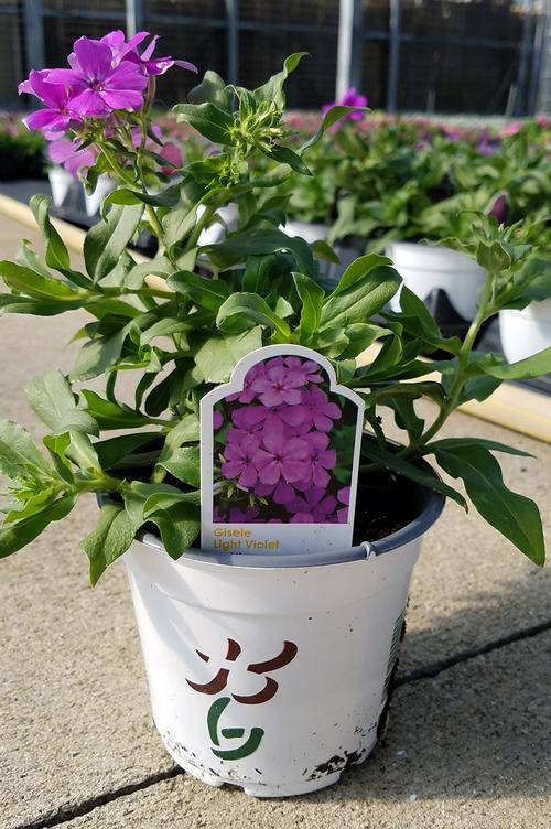 Garden Phlox Phlox from Hoods Gardens