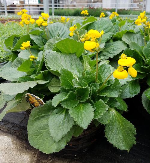 Pocketbook Plant Calceolaria from Hoods Gardens