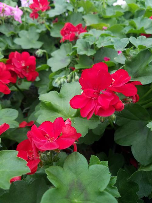 Marcada Geranium Interspecific from Hoods Gardens