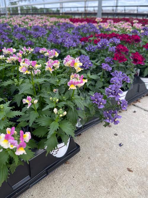  Nemesia from Hoods Gardens