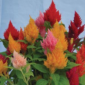 Kimono Celosia from Hoods Gardens