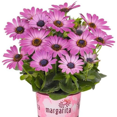 Margarita Osteospermum from Hoods Gardens