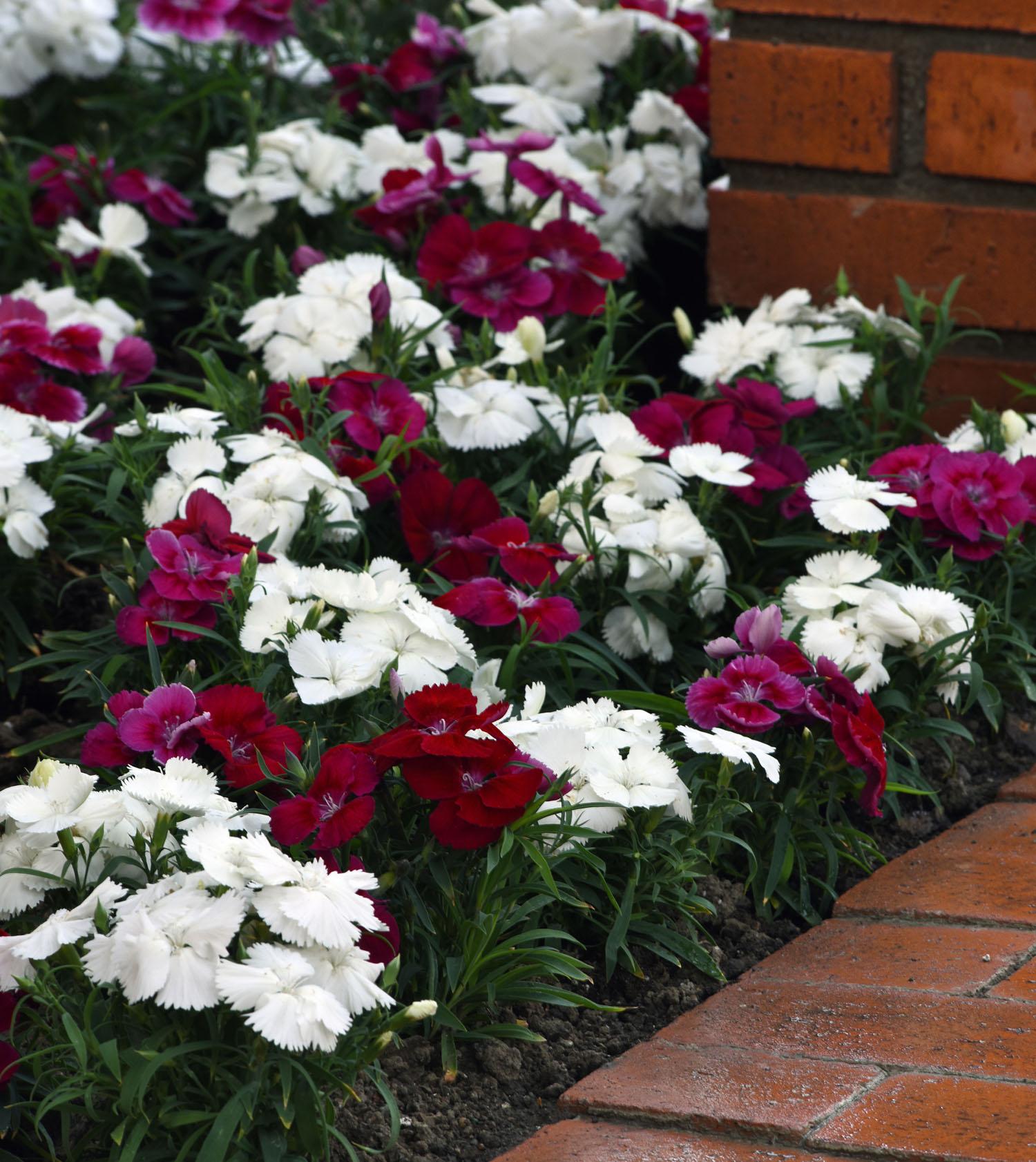 Corona Dianthus from Hoods Gardens