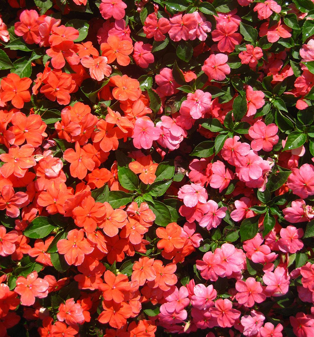 Beacon Impatiens from Hoods Gardens