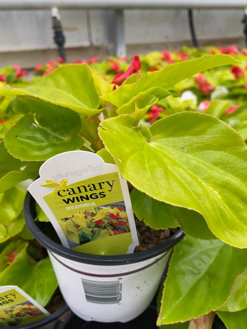 Canary Wing Begonia from Hoods Gardens