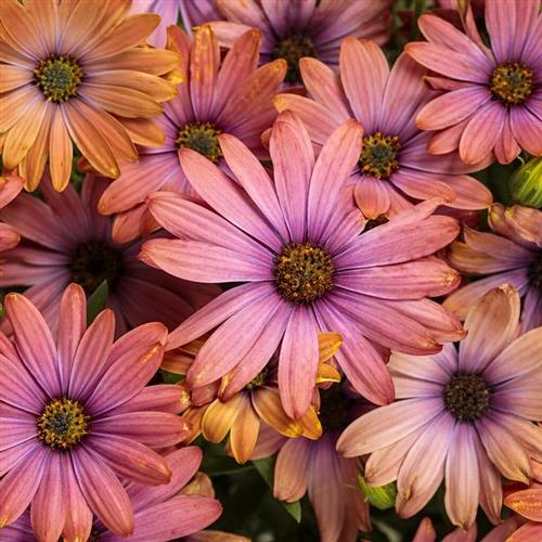 Bright Lights Osteospermum from Hoods Gardens