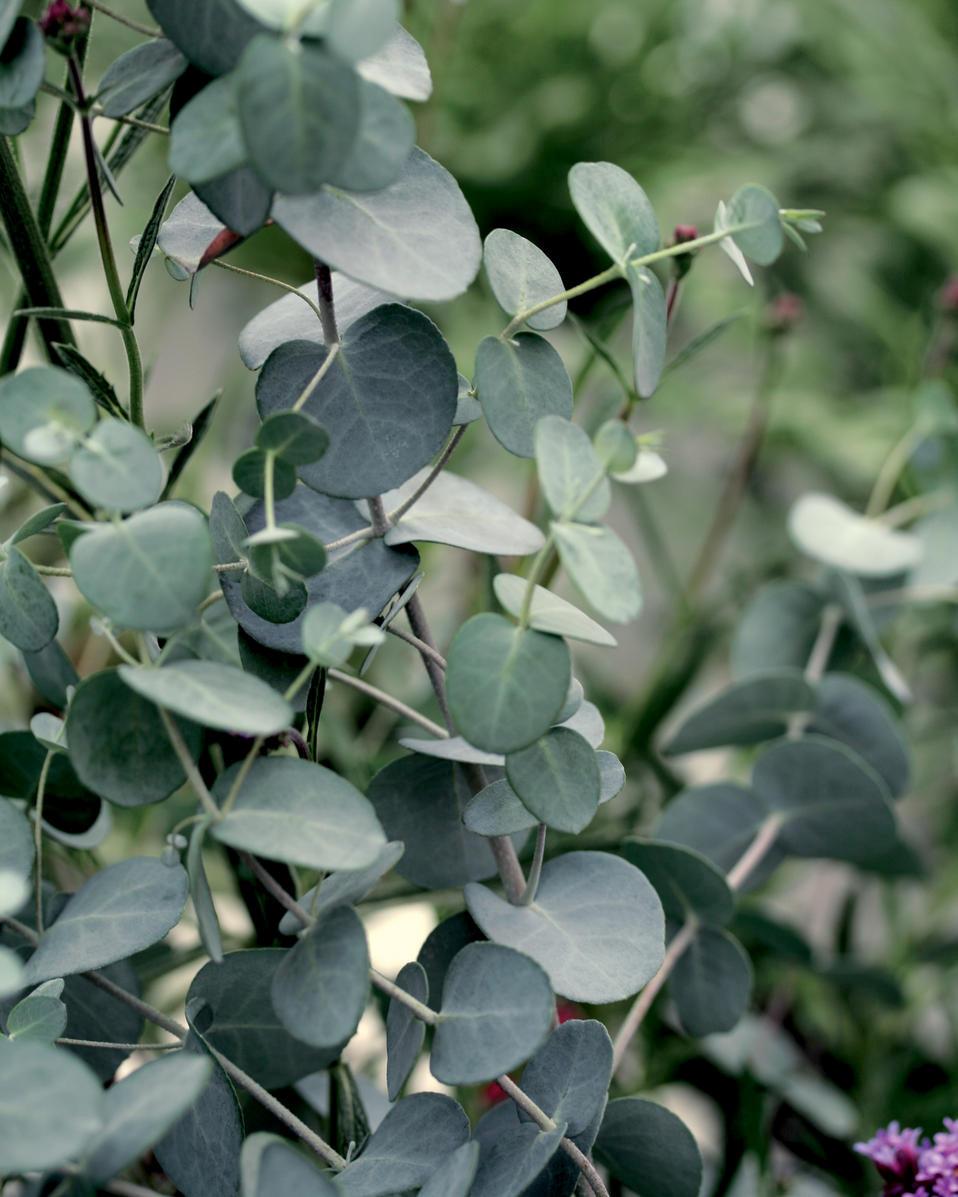 Silverdrop Eucalyptus from Hoods Gardens